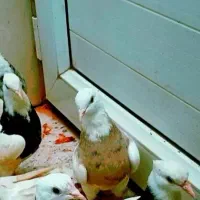 طوقی هفت رنگ ماده