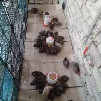 بلدرچین ۳۸ روزه و بلدرچین بالغ