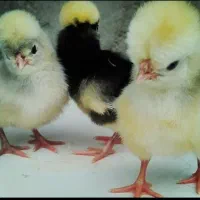 جوجه رنگی گردن لختی  سلطان