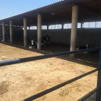 فروش-گاوداری