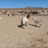 بزپاکستانی پرشیروجوان