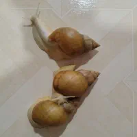 حلزون سوپر مولد آلبینو و  مولد اروپایی اسکارگوت