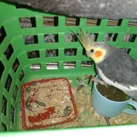 عروس هلندی نر