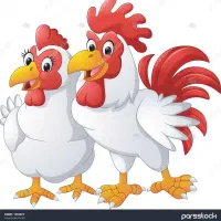 فروش مرغ زنده..پرکنی پذیرفته میشود