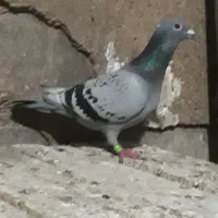 ماده پلاکی