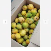 انبه محلی و ترشی انبه و شیره خرما
