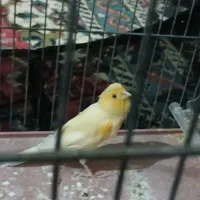 قناری ماده