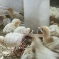 جوجه بوقلمون بیوتی۷روزه و جوجه مرغ گلپایگان۴روزه