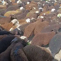 بره نر خاص پسند افشاری دامداری میلاد نجبایی