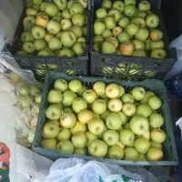 فروش سیب آبگیری