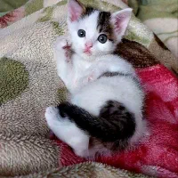 واگذاری تعدادی بچه گربه ، رایگان