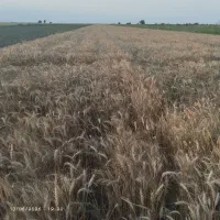 ۱هکتار زمین کشاورزی اجاره برای کاشت سیر