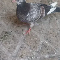 جوجه جیر و ماده جوون کفتر