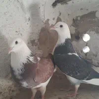 ۳ جفت کبوتر پرشی و مولد