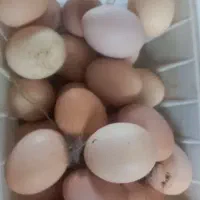 تخم مرغ نطفه دار و بدون نطفه محلی