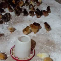۸روز جوجه