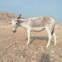 الاغ باری