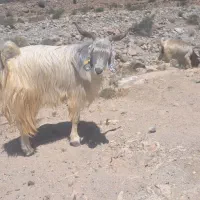 نری و قوچ  عالی