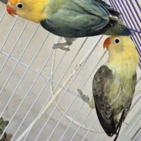طوطی کوتوله برزیلی