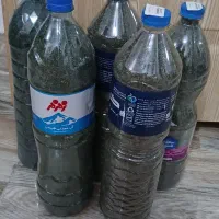 نعنا و خالیواش گزنه