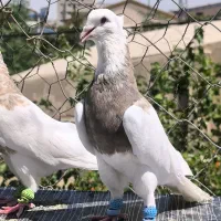 طوقی سرکه ای کارتونی نر