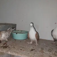 ماده ضمانتی کربلایی سار