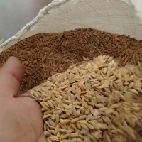 فروش جلتوک محلی چمپه خوش پخت