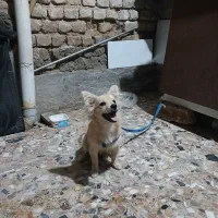 سگ پامر