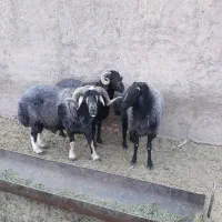 قوچ.بره