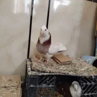 3عدد کبوتر طوق و دم سفید