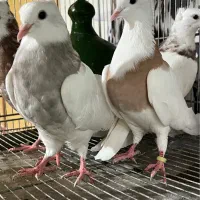 ۱۲ عدد کبوتر طوقی