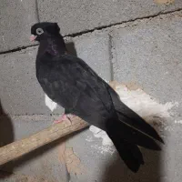دو جفت کبوتر زاغ