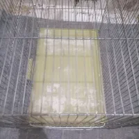 قفس