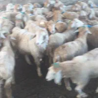 بره نر|حیوانات مزرعه|دره رود, |دیوار