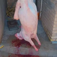 سلاخی وقصاب  سیار گوسفند