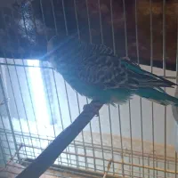 مرغ عشق ماده