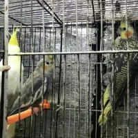 فروش فوری جوجه عروس هلندی