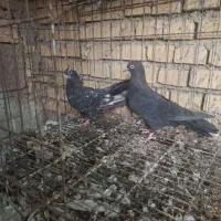 جفت لوت|پرنده|آبادان, |دیوار