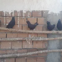 کبوتر پرشی