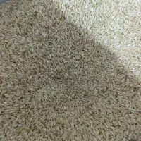 برنج چمپه اصلی بو دار