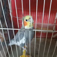 عروس هلندی خاکستری نر ،سخنگو ،