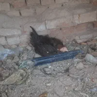 مرغ لاری قپ