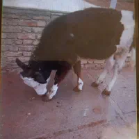 فروش گاو، گوساله