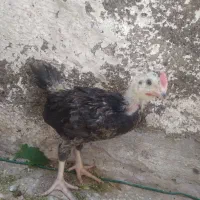 جوجه جهادی گلپایگان
