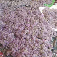 چای کوهی توکلوجه