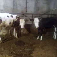 دوراس گوساله سیمینتال ماده