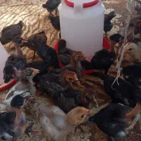 جوجه محلی اصل بیست روزه
