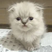 بچه اسکاتیش دبل پوینت