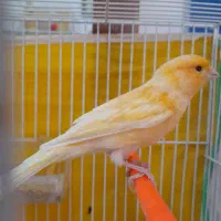 گلکسر پرتقالی مست خون معاوظه ندارم
