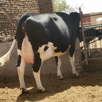 کارگر گاوداری